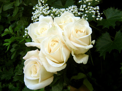 Win Min: beautiful white roses pics, Romantic wedding white color rose ...